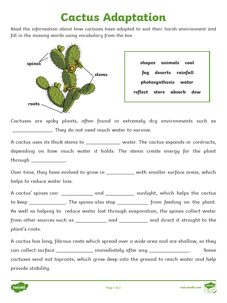 Cactus Adaptations for Desert Survival | PDF | Plants | Water