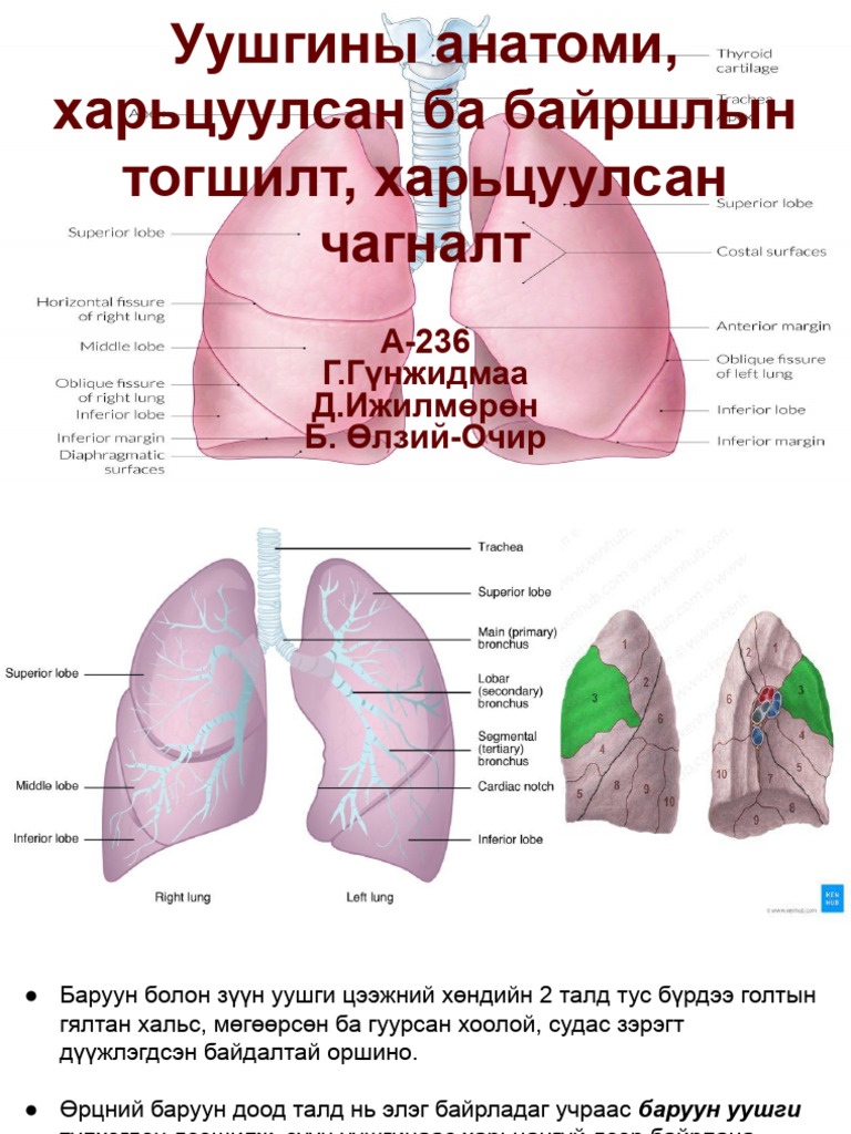 Уушги. | PDF