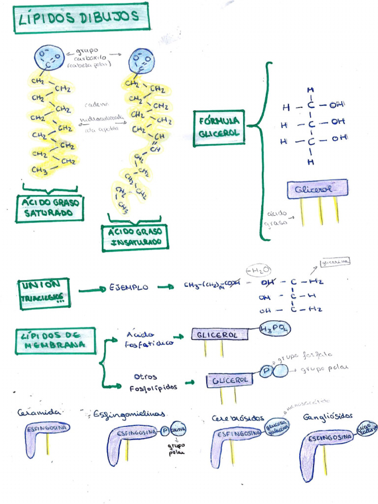 Dibujos Lípidos | PDF