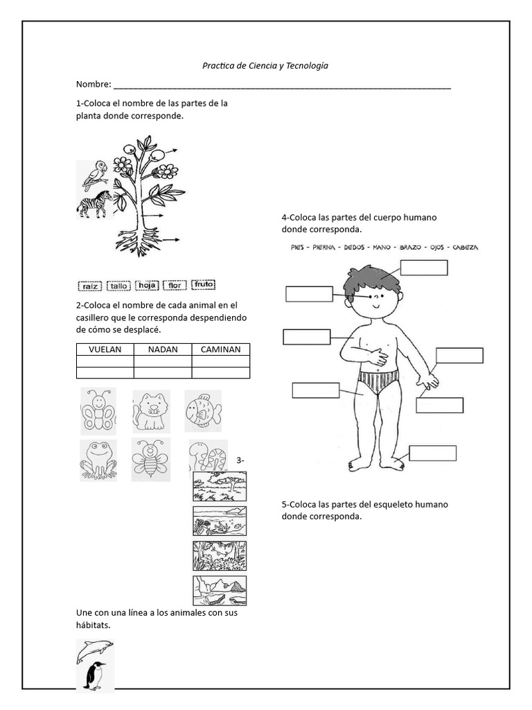 Practica de Ciencia y Tecnología - Primer Grado B | PDF | Artes del ...