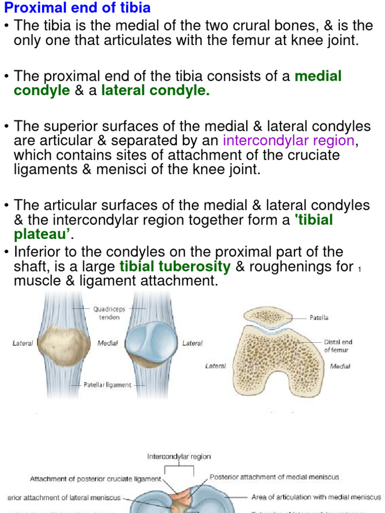 Anatomy of the Knee Joint and Tibia | PDF | Knee | Lower Limb Anatomy