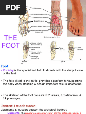 The Foot