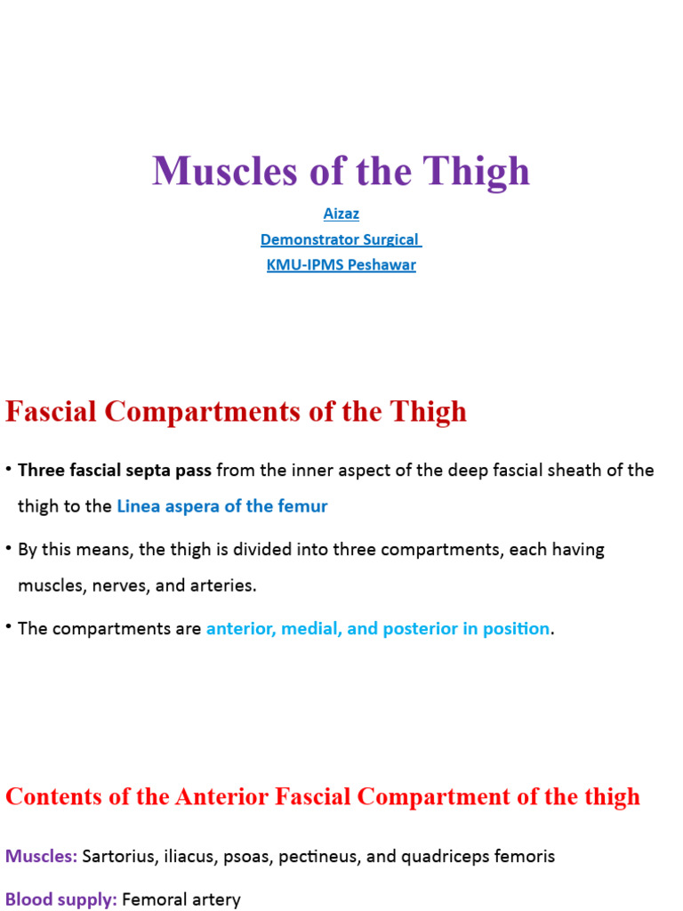 Muscles Of The Thigh P5 Pdf Human Leg Knee
