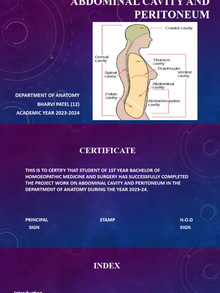 Abdominal Cavity and Peritoneum | PDF | Peritoneum | Abdomen