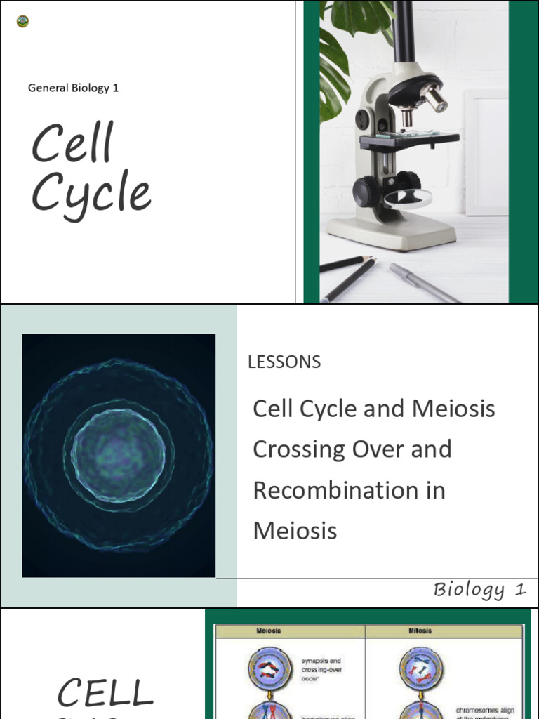 Understanding Meiosis and Cell Division | PDF | Meiosis | Mitosis