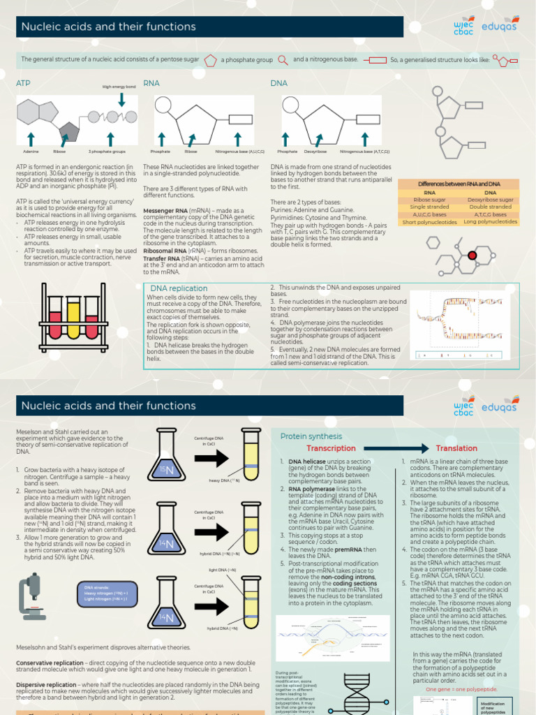 Nucleic Acids and Their Functions | PDF | Dna | Rna