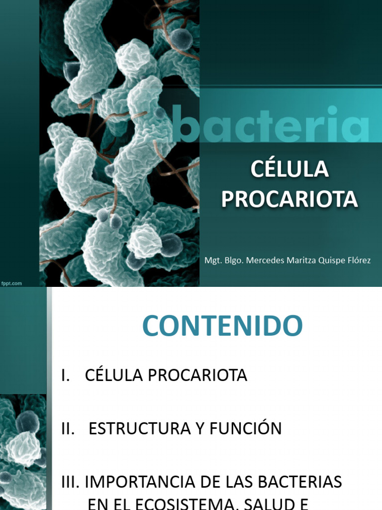9 Célula Procariota | PDF | Biología Celular) | Las bacterias