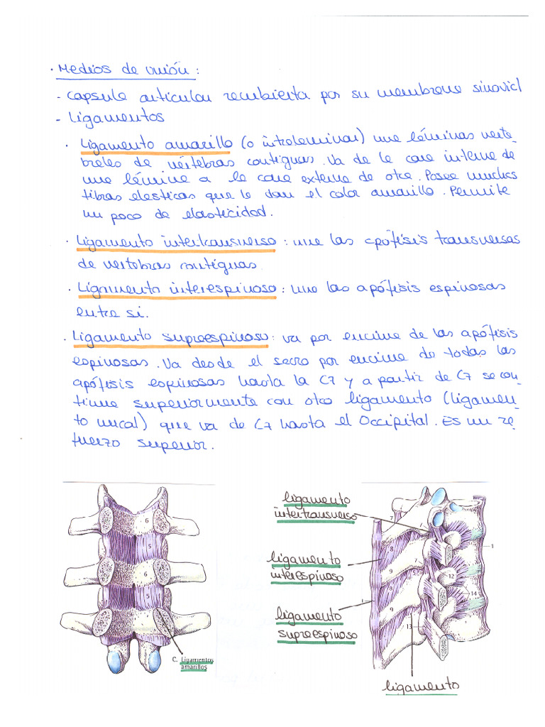 Anatomia 14 Pdf