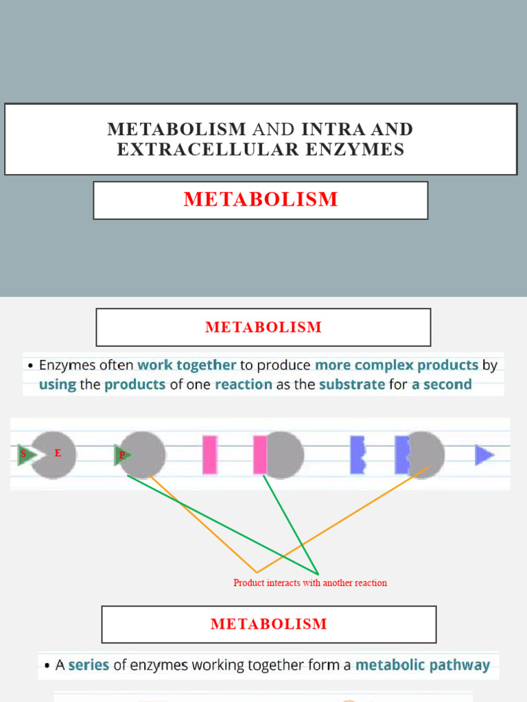 Metabolism and Intra and Extra - Cellular ENZYMES | PDF | Enzyme ...