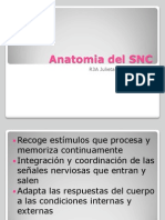 Anatomia Del SNC