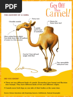 Camel Anatomy Overview | PDF | Respiratory System | Vertebra