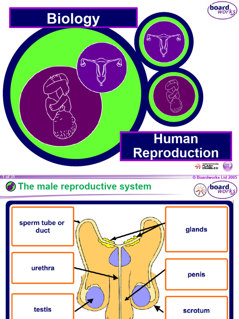Reproduction Website | PDF | Human Reproduction | Fertilisation