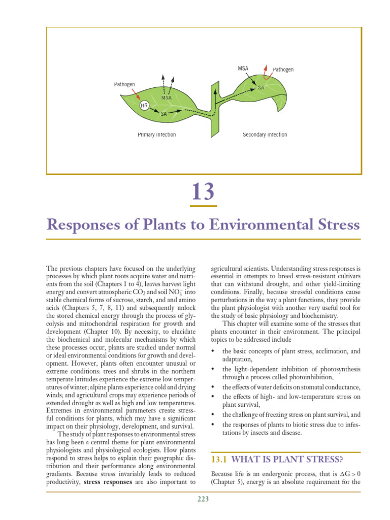 Plant Stress Responses Explained | PDF | Photosynthesis | Chloroplast