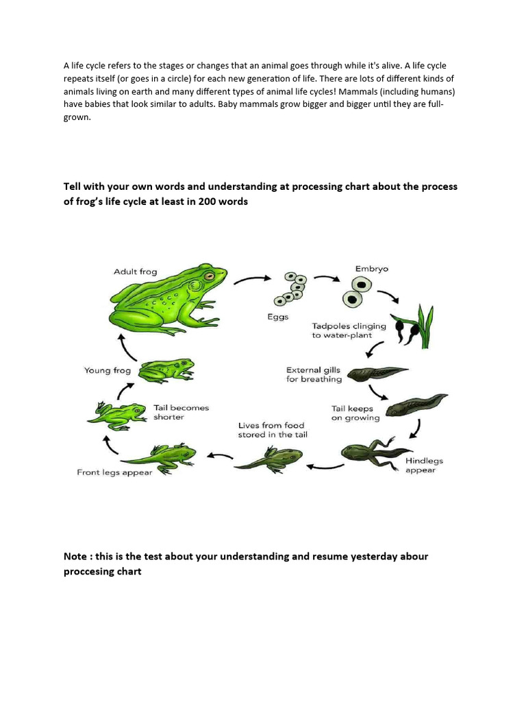 A Life Cycle Refers to the Stages or Changes That an Animal Goes ...