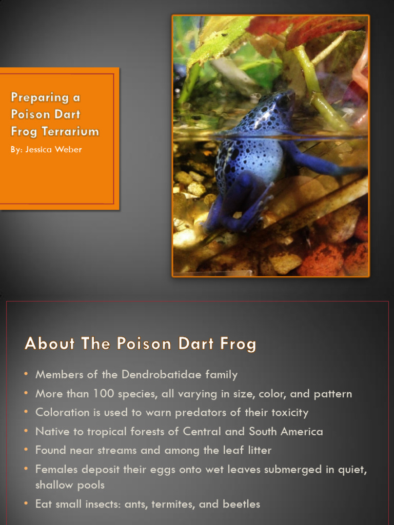 Poison Dart Frog Vivarium Security And Exhibit Design preview