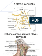 Plexus cervicalis dan saraf kranial di leher