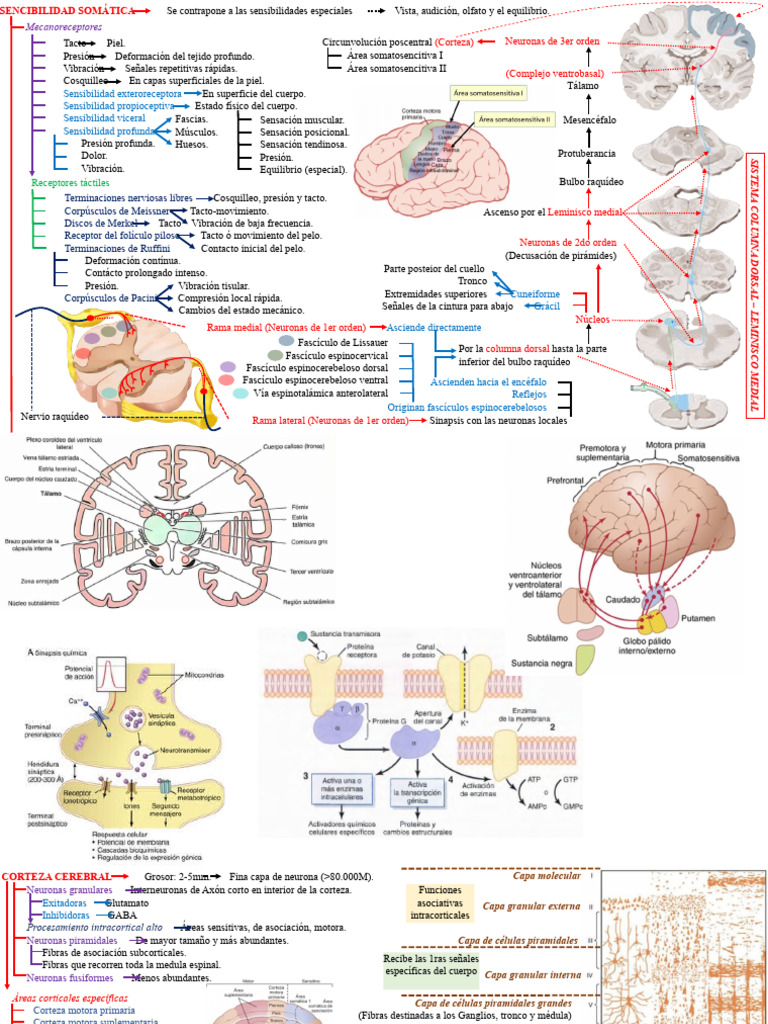 Sensibilidad Somática y Cerebro | PDF | Cerebro | Las emociones