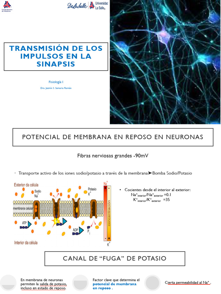 3 Transmisión de Impulsos en La Sinapsis | PDF | Potencial de acción | Axon