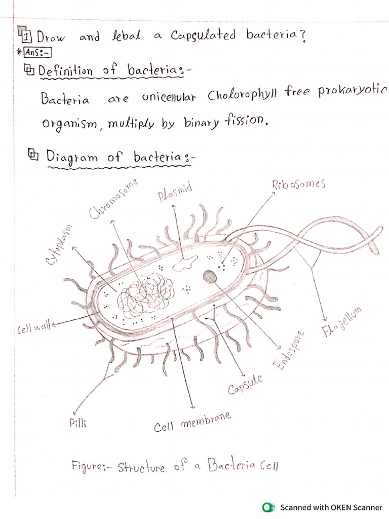 Bacteria | PDF