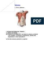 Musculos Del Tronco