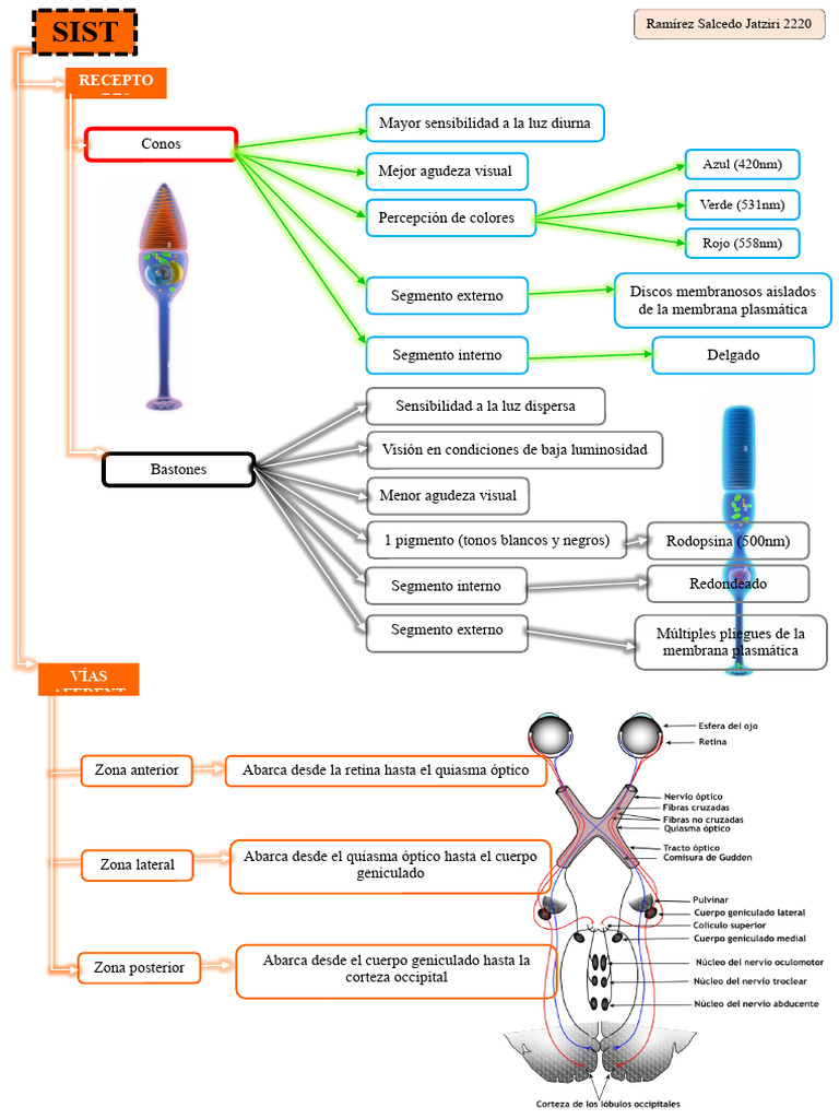 Mapa Sistema Visual Pdf