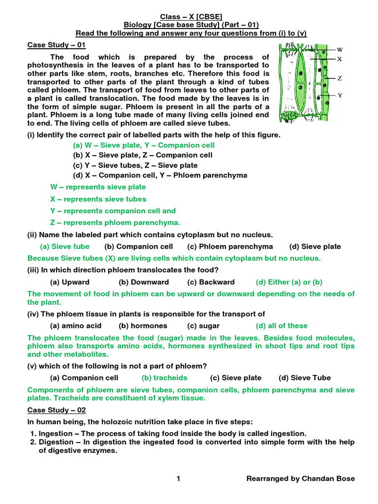 Class 10 Biology Case Study Questions | PDF | Artery | Heart