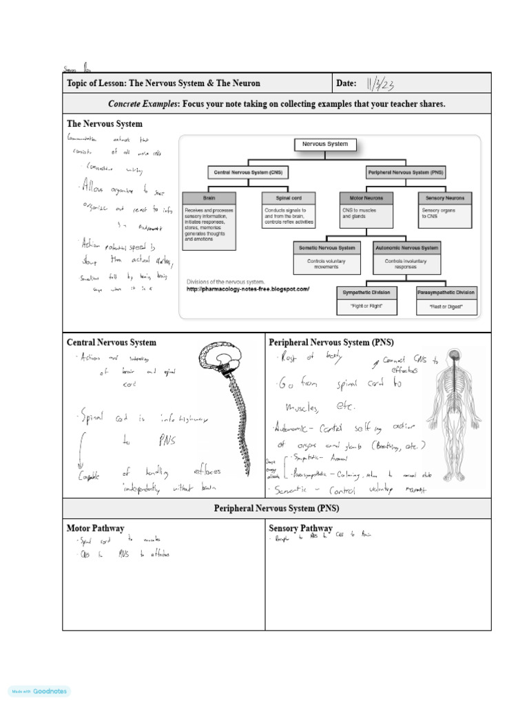 Guided Notes - The Nervous System - Amp The Neuron | PDF | Nervous ...