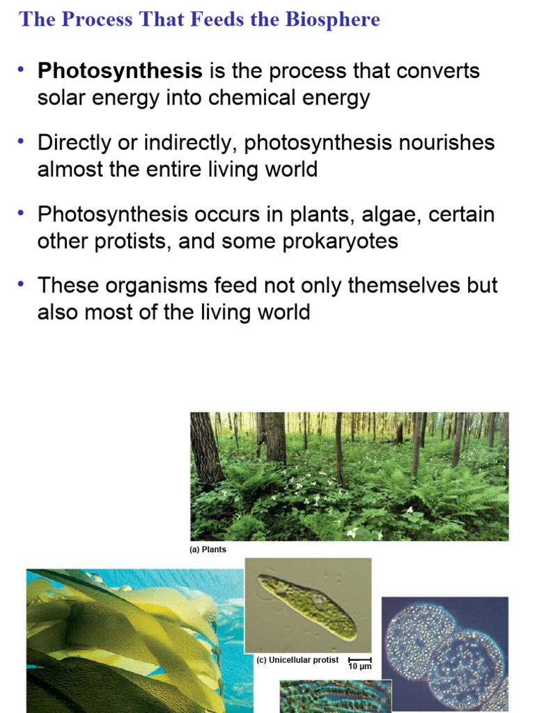 Understanding Photosynthesis Process | PDF | Photosynthesis | Chloroplast