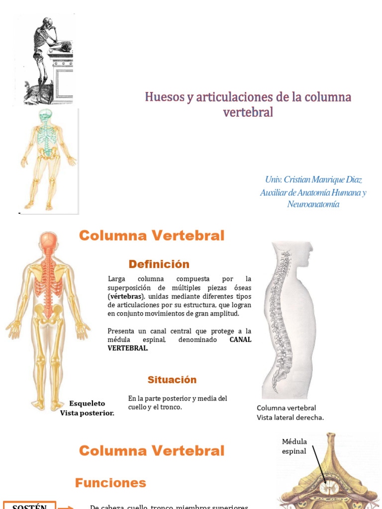columna-vertebral-pdf-la-columna-vertebral-v-rtebra