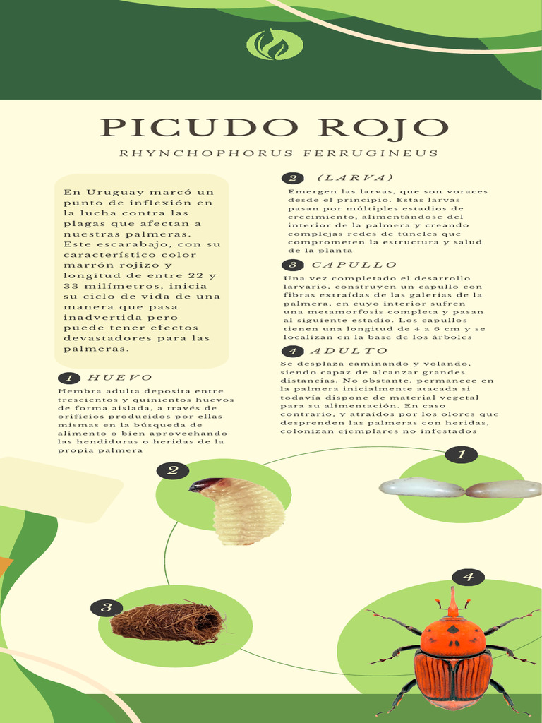 Metamorfosis del Picudo Rojo | PDF
