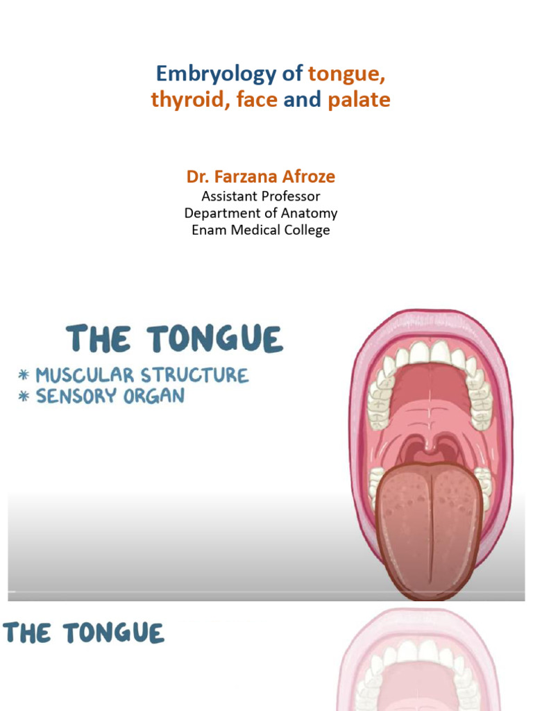 Embryology of Face, Tongue and Thyroid | PDF | Tongue | Human Nose
