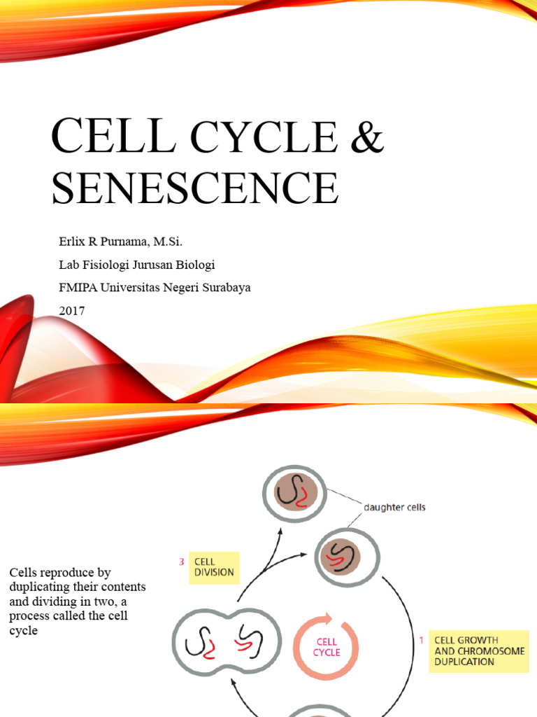 CELL CYCLE and SENESCENCE - Erlix - 2017 | PDF | Cell Cycle | Meiosis