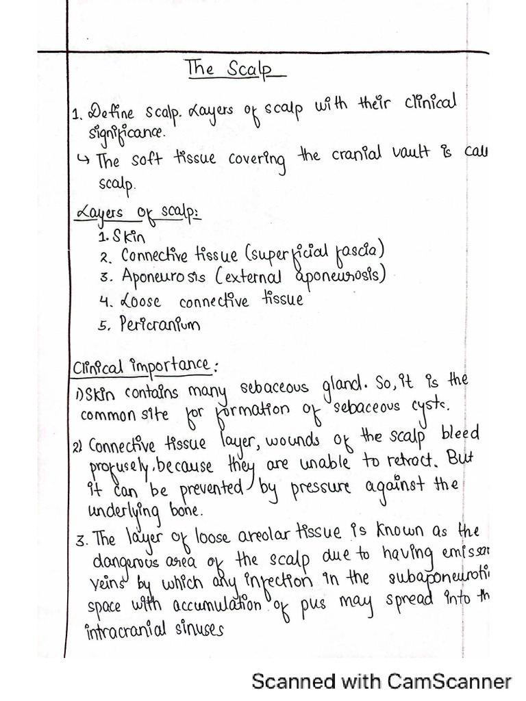 Anatomy Head And Neck Pdf