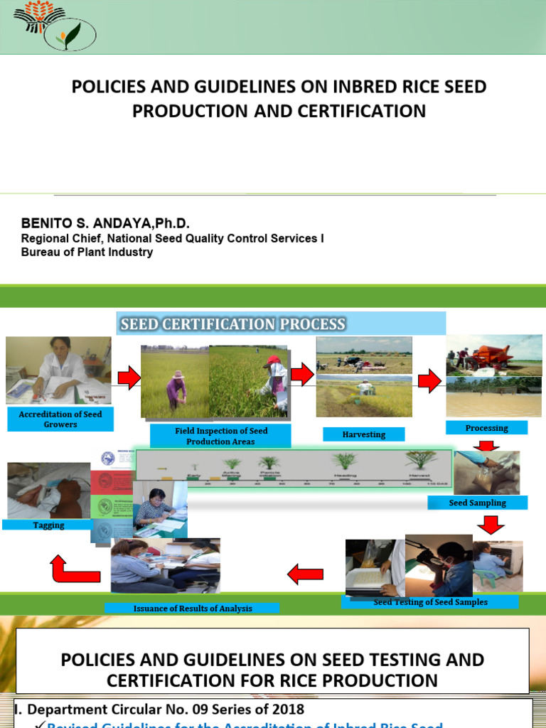 Inbred Rice Seed Production Guidelines | PDF | Rice | Seed