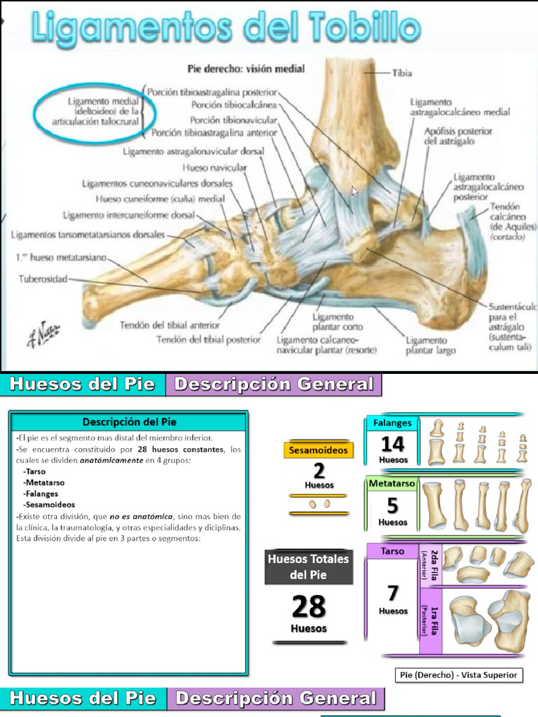 esqueleto del pie | PDF