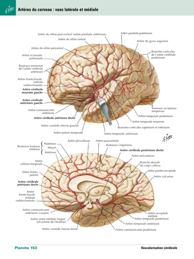 Vascularisation cérébrale et artères clés | PDF | Circonvolution