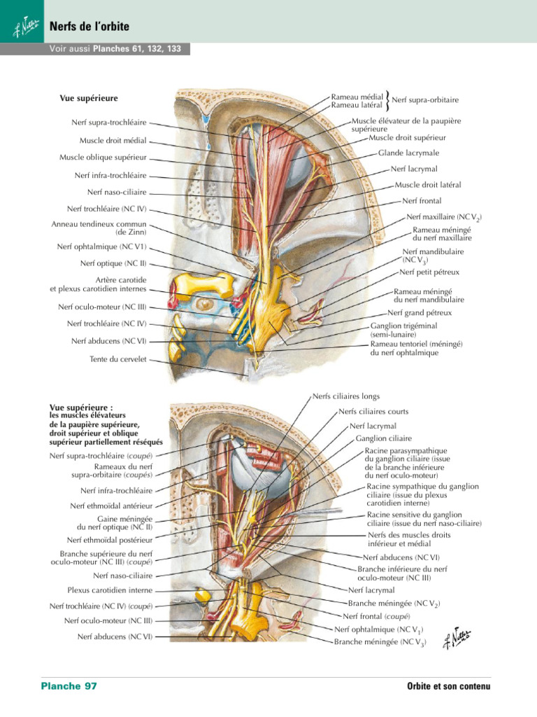 Anatomie des nerfs de l'orbite | PDF | Nerf | Tête et cou chez l'humain