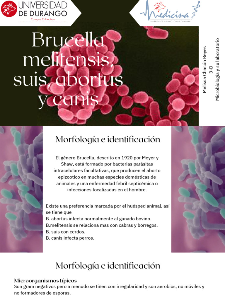 Brucella Melillensis, Suis, Abortus y Canis - 20240507 - 123824 - 0000 ...