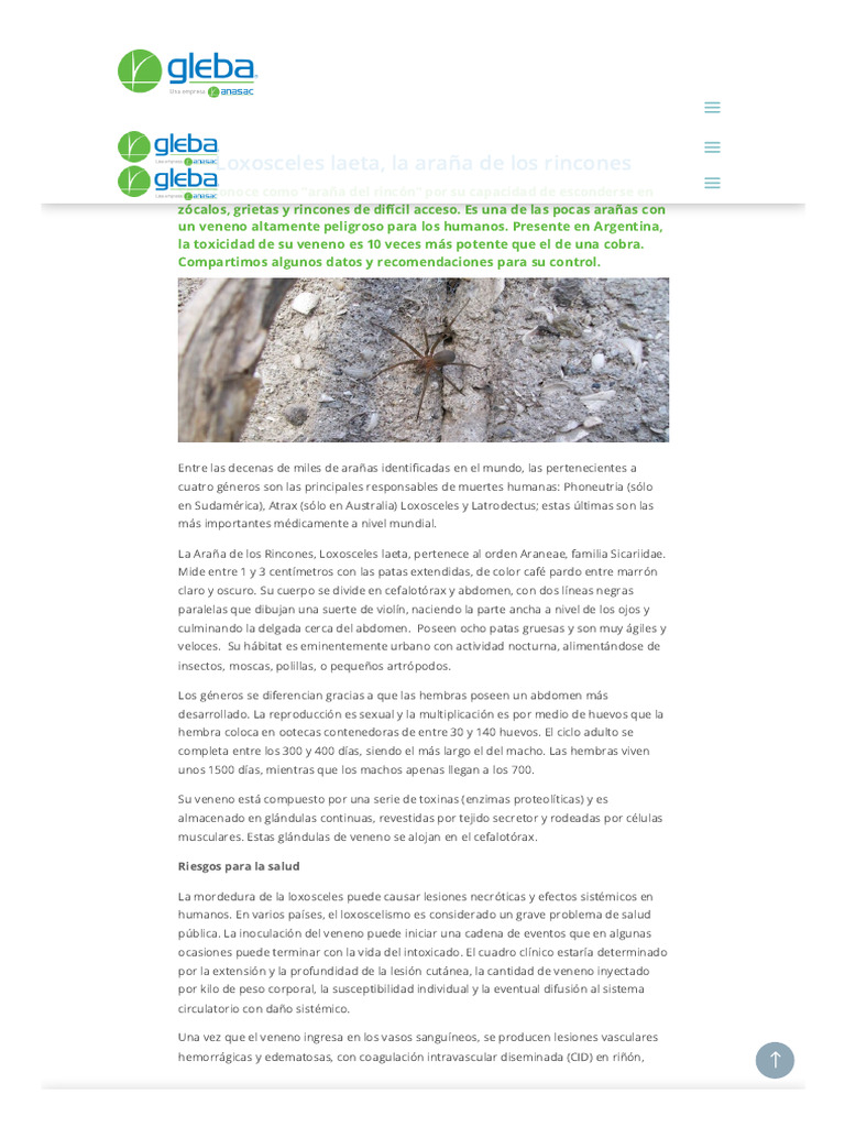 Loxosceles Laeta, La Araña de Los Rincones - GLEBA | PDF | Araña