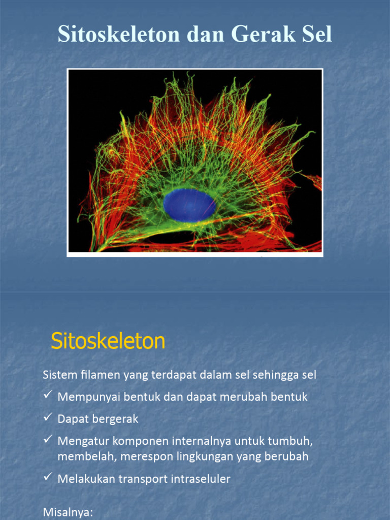Biosel Pert - 7 - Sitoskeleton | PDF | Sains & Matematika