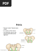 Anatomy of the Pelvis Explained | PDF | Pelvis | Vertebra