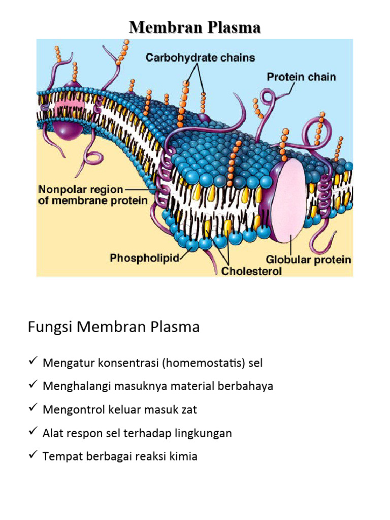 Biosel Pert 2 - Membran Sel | PDF
