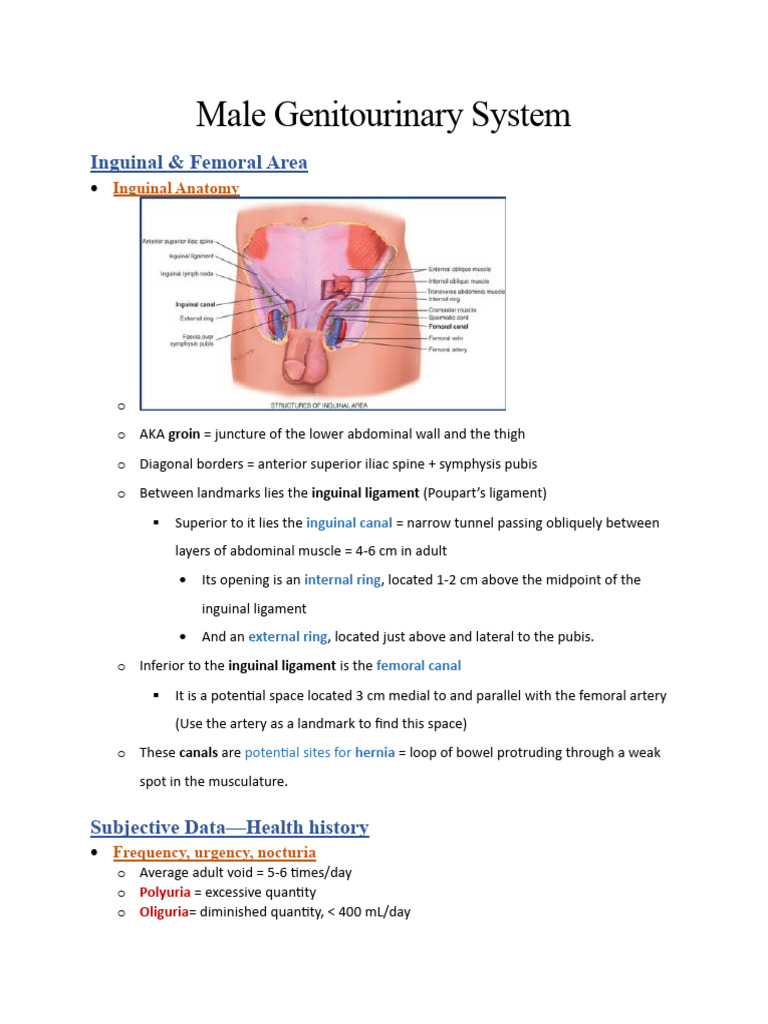Wk10-Male Genitourinary System | PDF | Testicle | Clinical Medicine