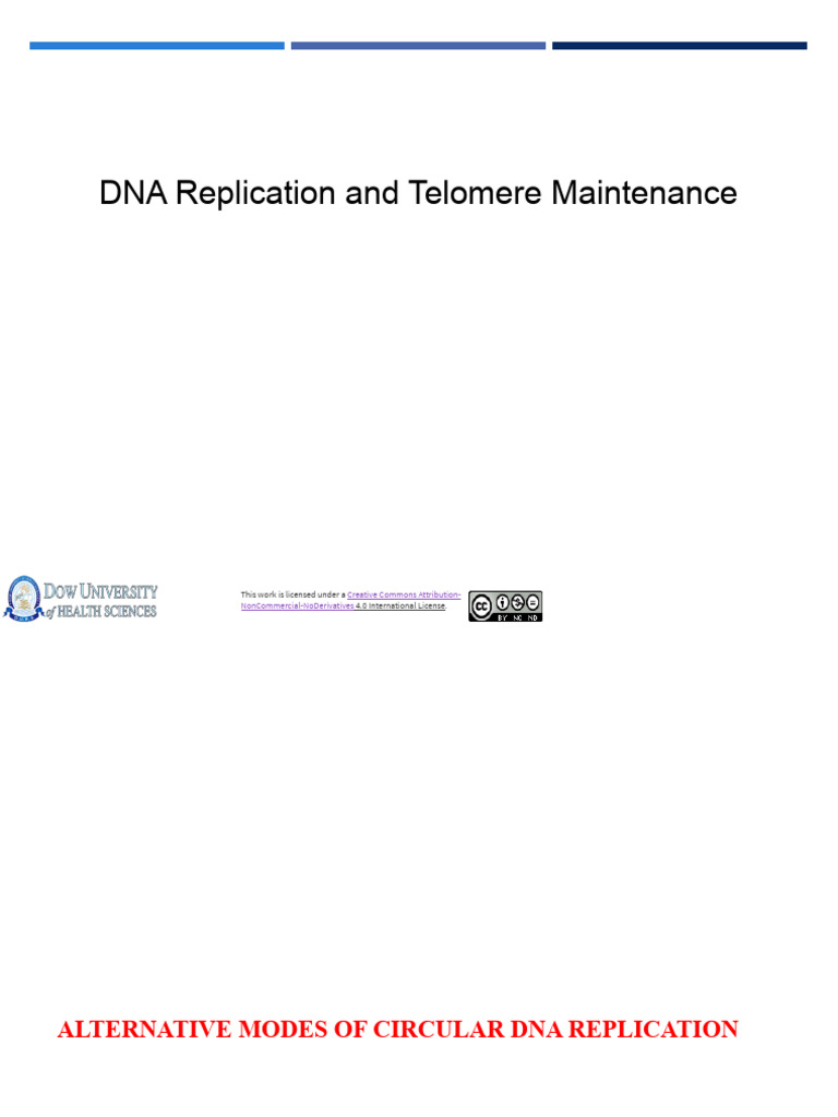 Lecture 12. DNA Replication and Telomere Maintenance 3 | PDF | Telomere ...