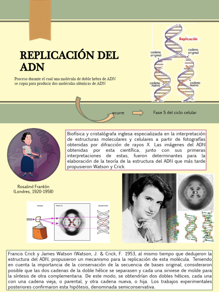 Replicación Del Adn | PDF | Adn | Replicación De Adn