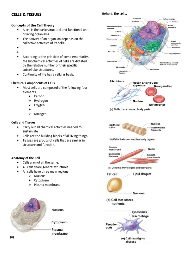 Tissue (Biology) Biology Diagrams