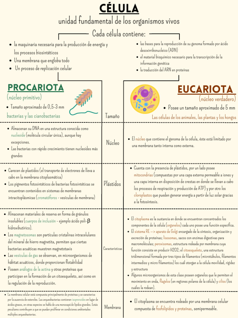 Estructura y Función de Células Procariotas y Eucariotas | PDF ...
