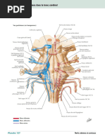 Anatomie et Fractures du Rocher | PDF | Tête et cou chez l'humain ...
