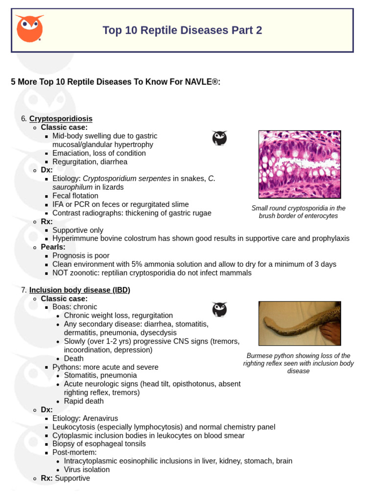 Thumbnail for Reptile Skin Disease Treatment In Reptile Health