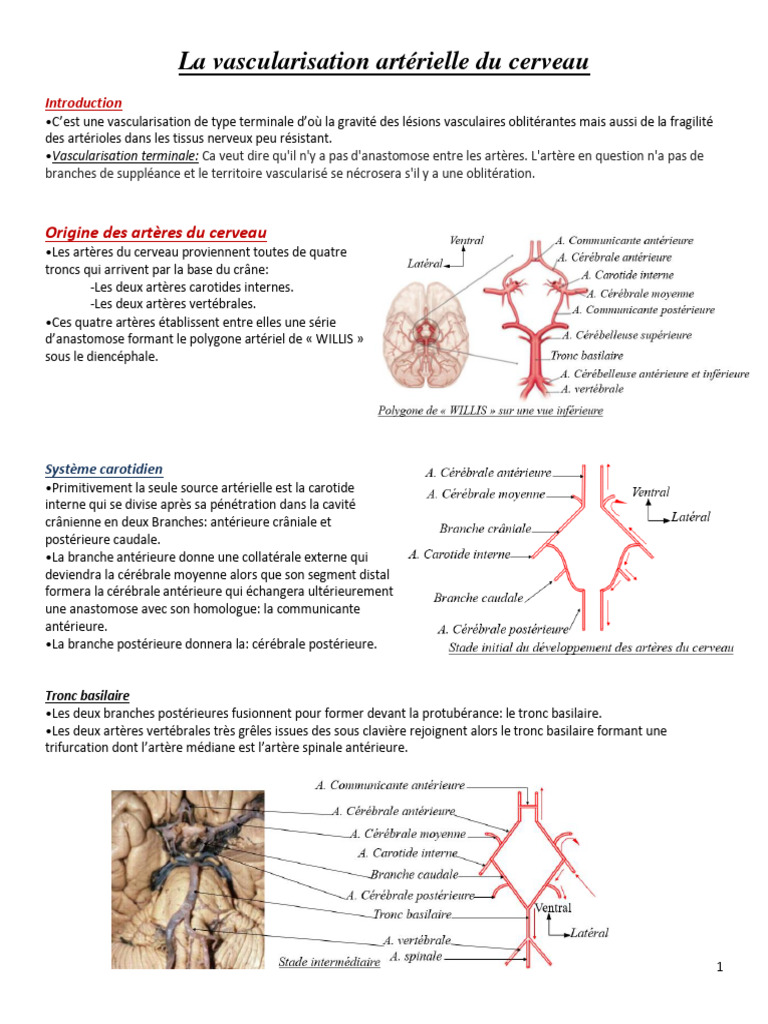 Vascularisation Artérielle du Cerveau | PDF | Artère | Cerveau